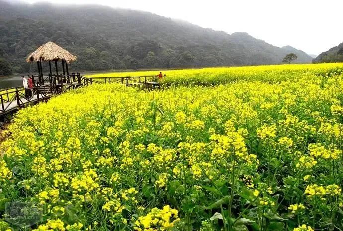 花开岭南 金黄色油菜花海盛开 广州苗木信息网