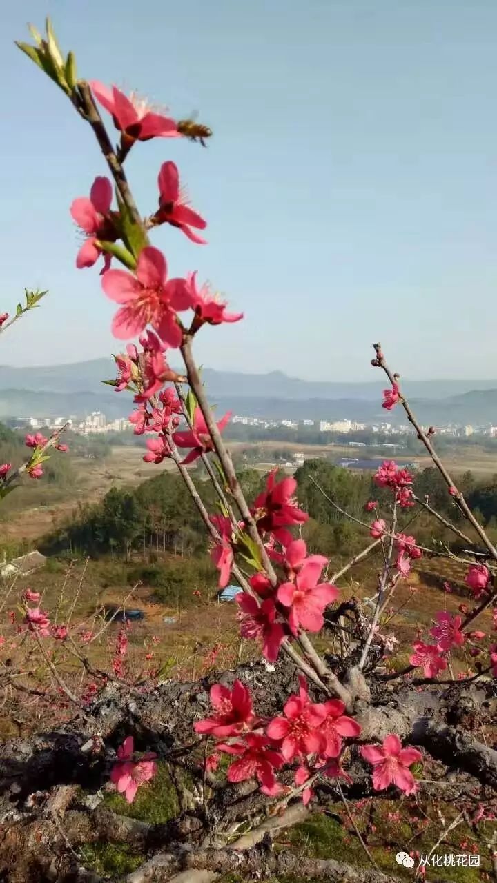 一起来吕田鹰嘴桃园,一起来个偶遇!