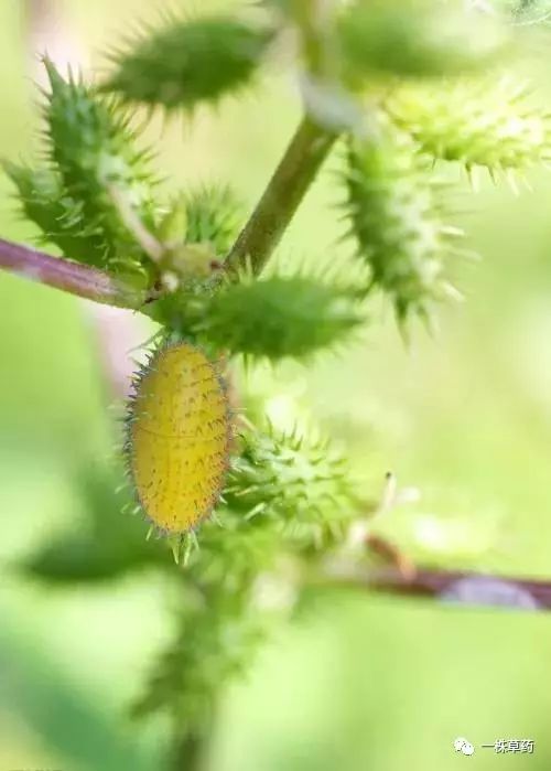 苍耳子 注>此药有收缩子宫作用,孕妇忌用4.