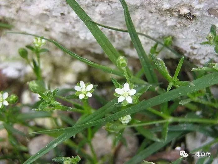 别名:珍珠草,地松.石竹科漆姑草属.