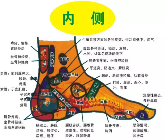 人体足部反射区高清图解-足底脏器反射区