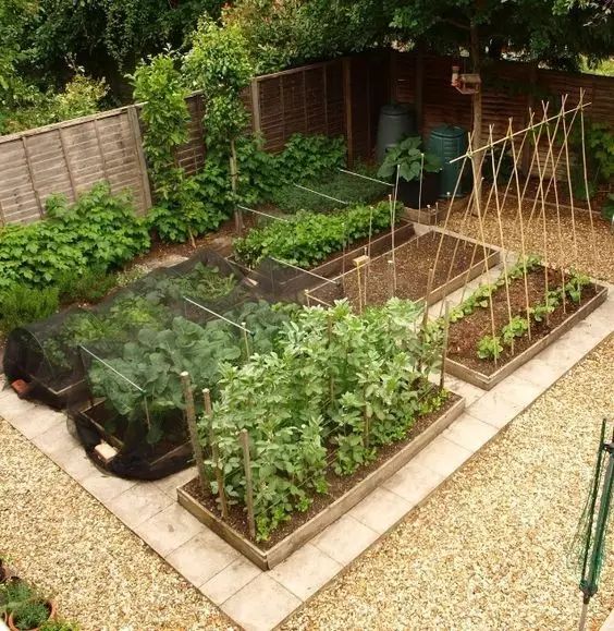 你想在花园中开辟一片小菜园吗