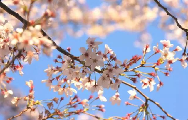 春暖花开樱花飘!武汉市内赏樱一日游攻略请进