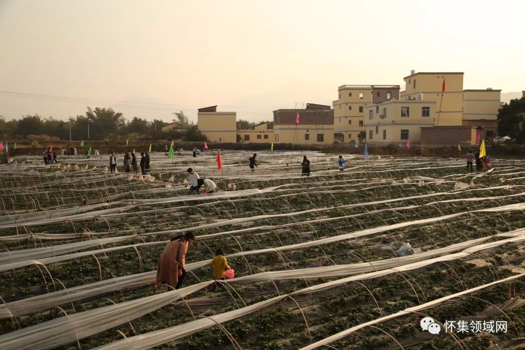 怀集梁村"金名片,春节,洊水稻香示范片区,游客纷至沓来!