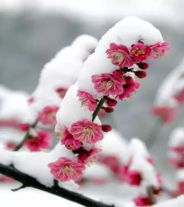 傲雪花魁!雪中梅花,美极了!