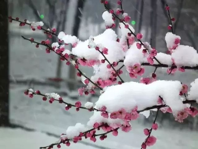傲雪花魁!雪中梅花,美极了!
