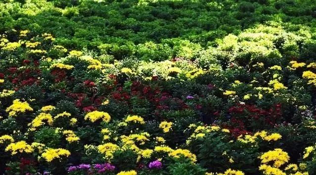跟蒲松龄一起赏菊《聊斋志异·黄英》