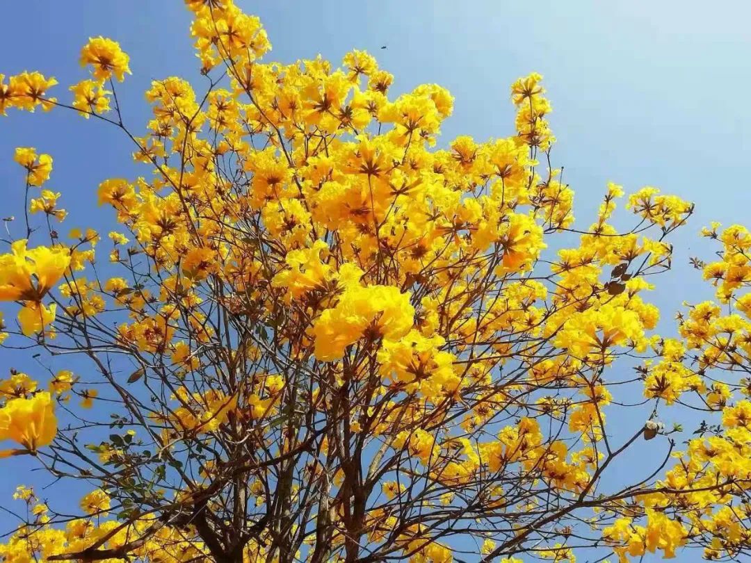 佛山网红花又刷屏黄花风铃木迎最佳赏花期