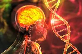科学家发现了加速和减缓大脑老化的基因变异