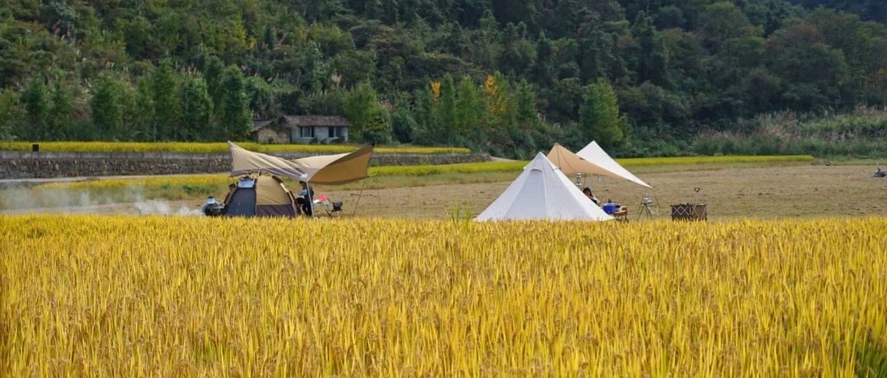 新发现！杭州竟有一个小新西兰，私藏稻田野趣帐篷，绝美银杏季即将来临，趁没火赶紧去！