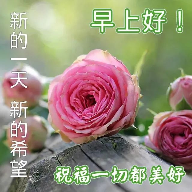 9张创意唯美秋日早安早上好图片带字带祝福语2021秋日清晨友谊早安
