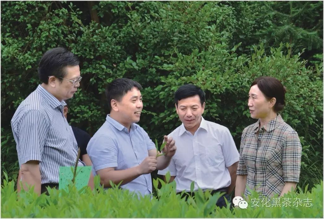 副书记,省长杜家毫(右三)在安化县委书记杨光鑫陪同下视察云上茶园