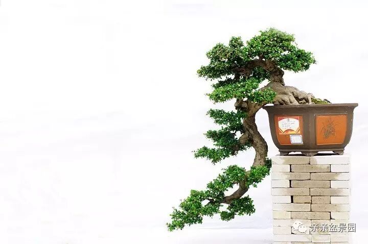 扭也是很讲究的 盆景造型必备