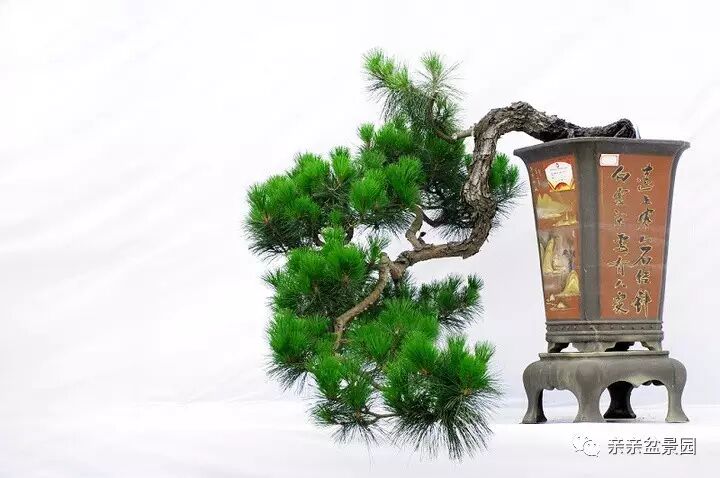 扭也是很讲究的 盆景造型必备