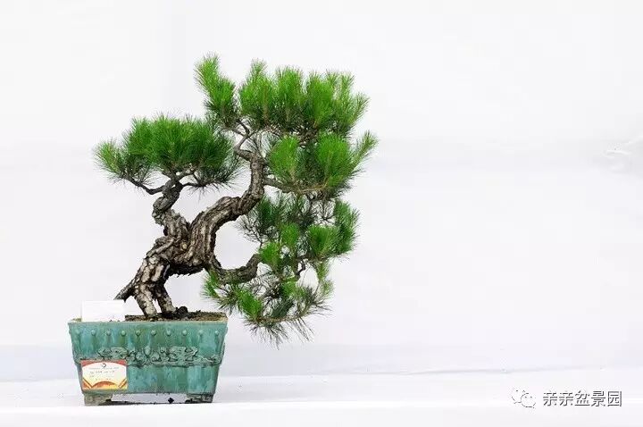 扭也是很讲究的 盆景造型必备