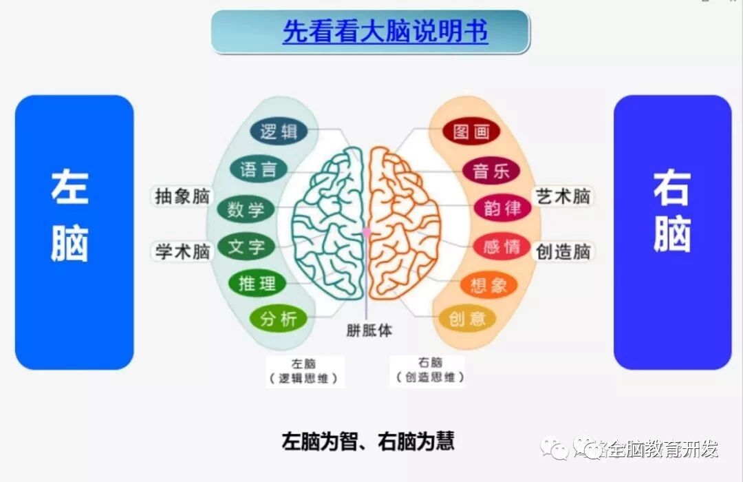 为什么孩子右脑开发后更聪明