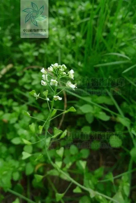 荠 capsella bursa-pastoris荠菜,首载于《名医别录.