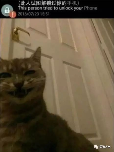 一只即将被"杀"的猫