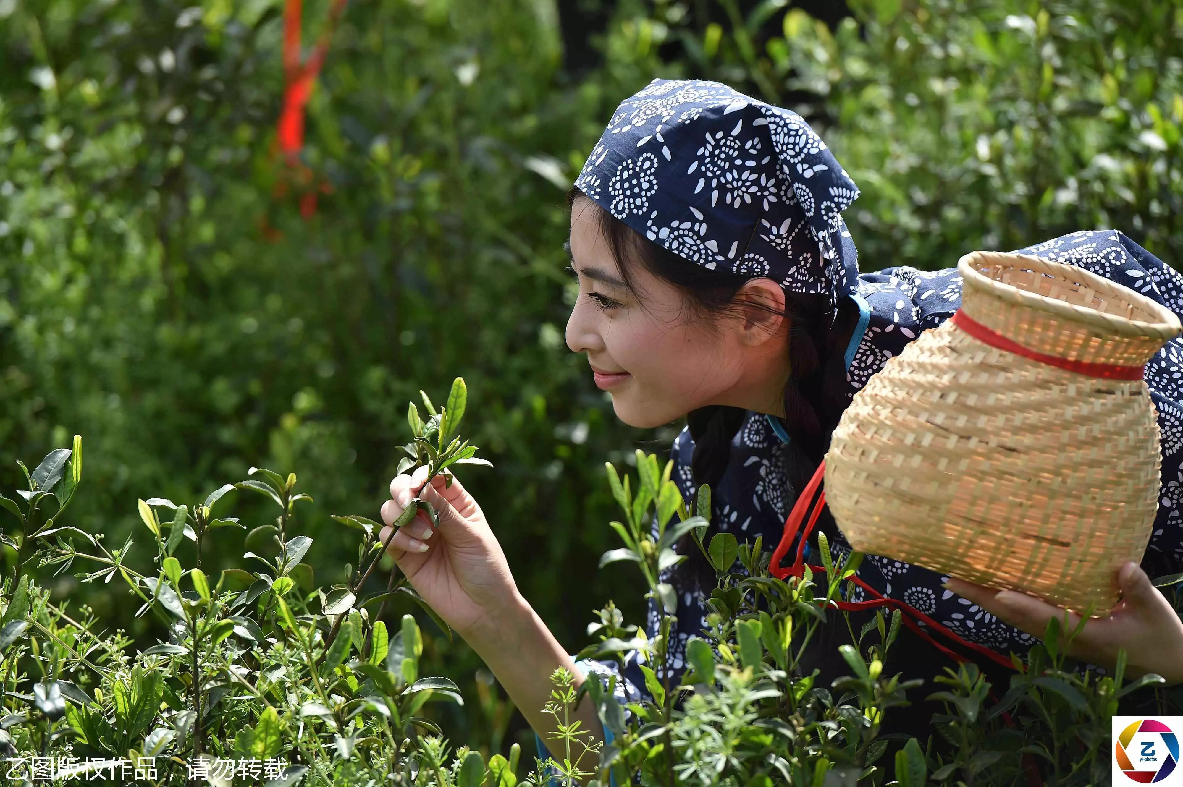 图为一位茶仙子在闻茶香味拍照.