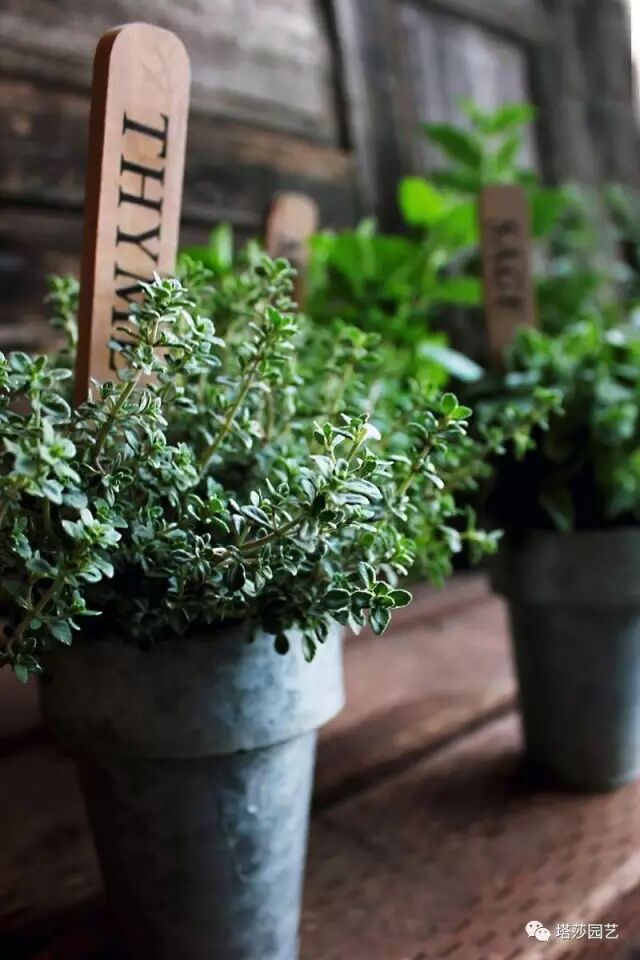 15种在家就能种的香草，花艺师千万别错过！