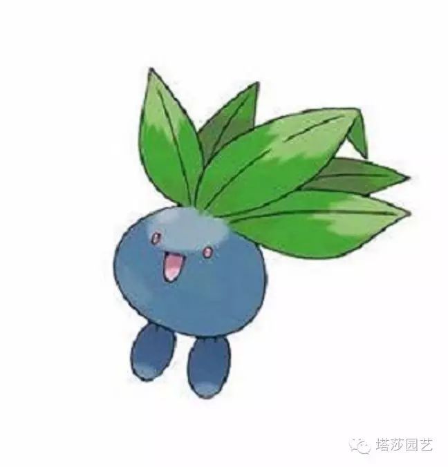 细数神奇宝贝里的植物系小精灵,来一场爱与青春的冒险