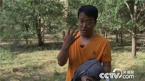 致富经cctv7视频_cctv7致富經湖羊养殖视频_cctv7致富經养蛇