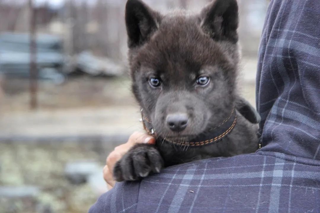 捡回来一只雪橇犬，养了4个月后带去看兽医：这不是狗!!