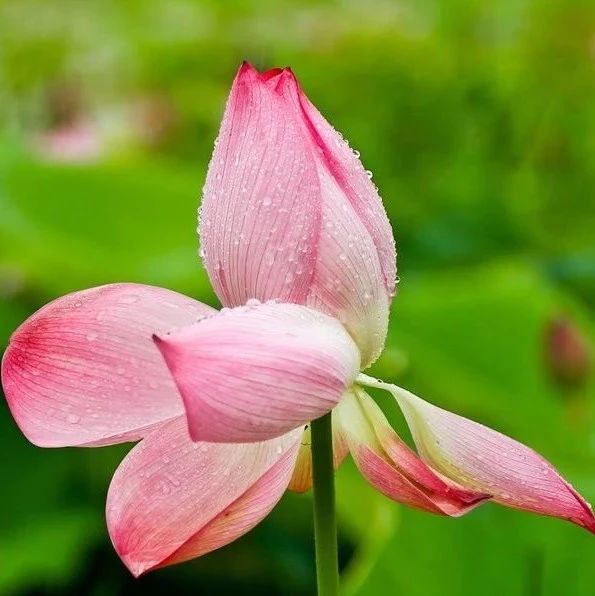 刘珂矣《芙蓉雨》,弦声清脆,温婉动听!