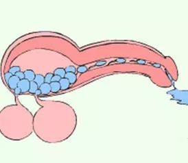 随着生殖器官的成熟,睾丸每时每刻都在产生精子,精囊和前列腺等也不断