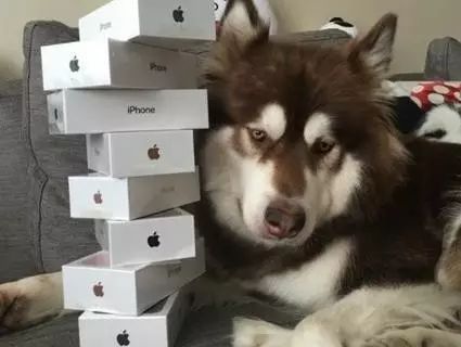 王思聪爱犬坐拥8部iPhone7手机,是时候哭穷了