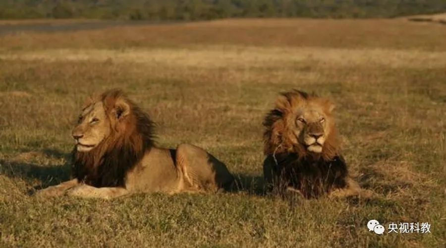 自然传奇丨萨比狮群争霸战
