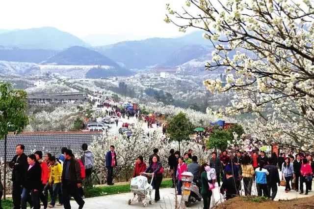 地址:汉中四号桥东侧 四月 西乡樱桃沟 山清了,水秀了,花开了.