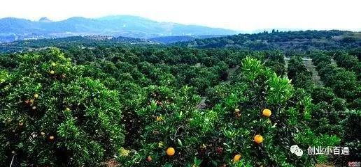 农村小本创业项目有哪些 农村小本创业有哪些可做的，不妨参考参考！