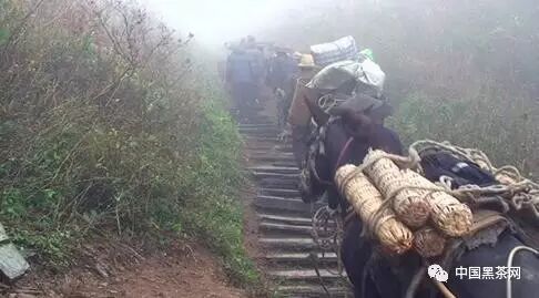 丰宁茶盐古道_茶马古道的简介_惠东茶盐古道