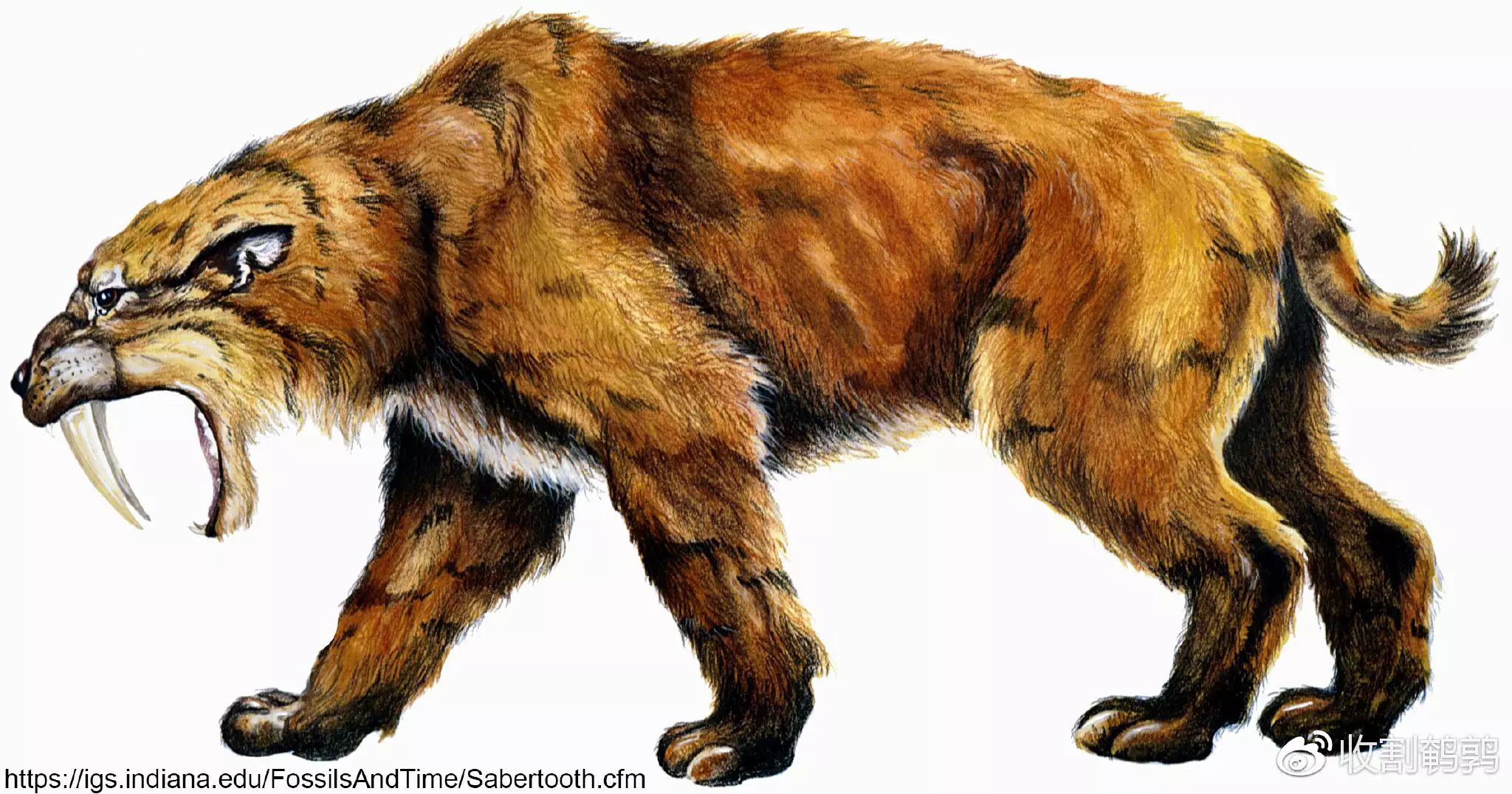 正牌儿剑齿虎,smilodon fatalis(手动斜体)