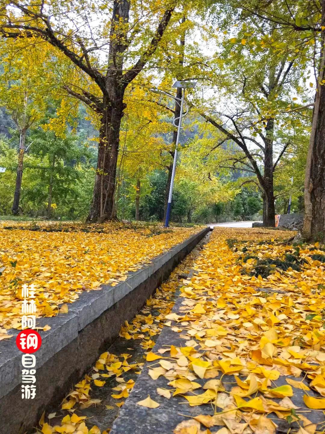 太美啦桂林兴安漠川银杏已提前进入最佳观赏期趁叶子还没掉光赶紧去