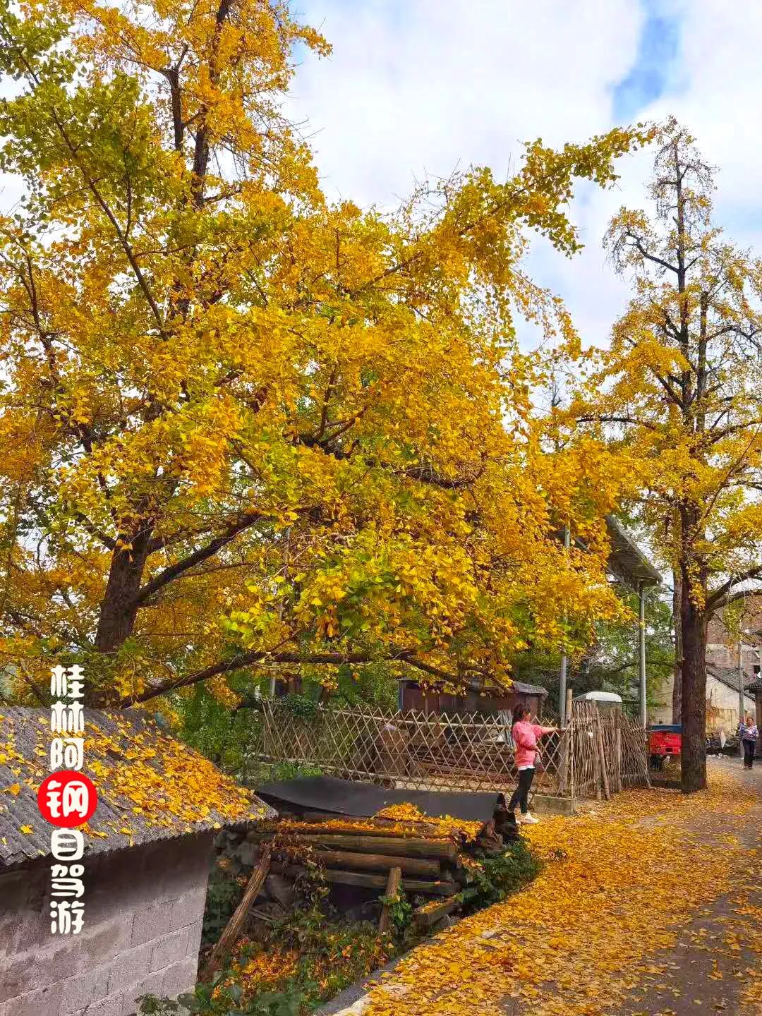 太美啦桂林兴安漠川银杏已提前进入最佳观赏期趁叶子还没掉光赶紧去