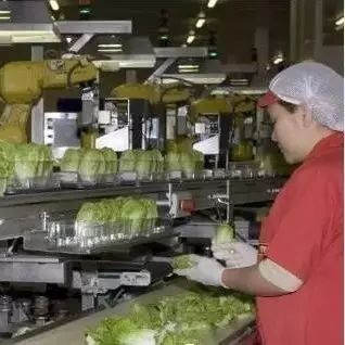 【视频】68台工业机器人日处理55万棵蔬菜，蔬菜工人面临下岗？