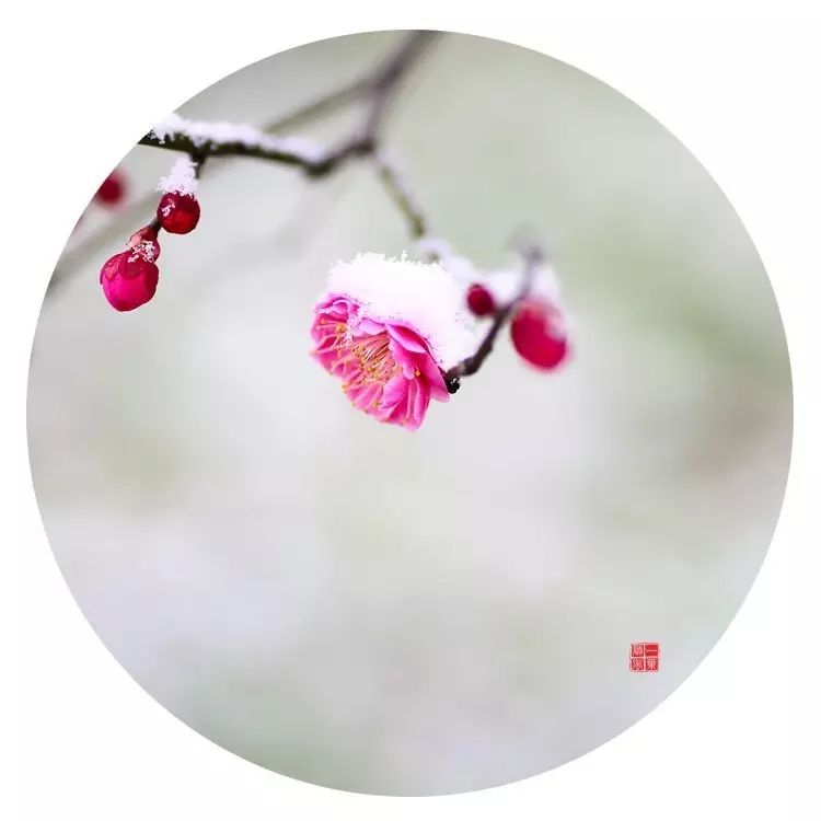 轻轻的拨开 雪松下 那些绞缠的枝蔓 风 折开一枝梅花的思念 心 于