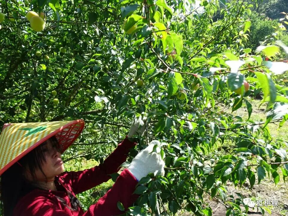 青竹梅的功效和作用_青竹梅水的功效与作用_青竹梅