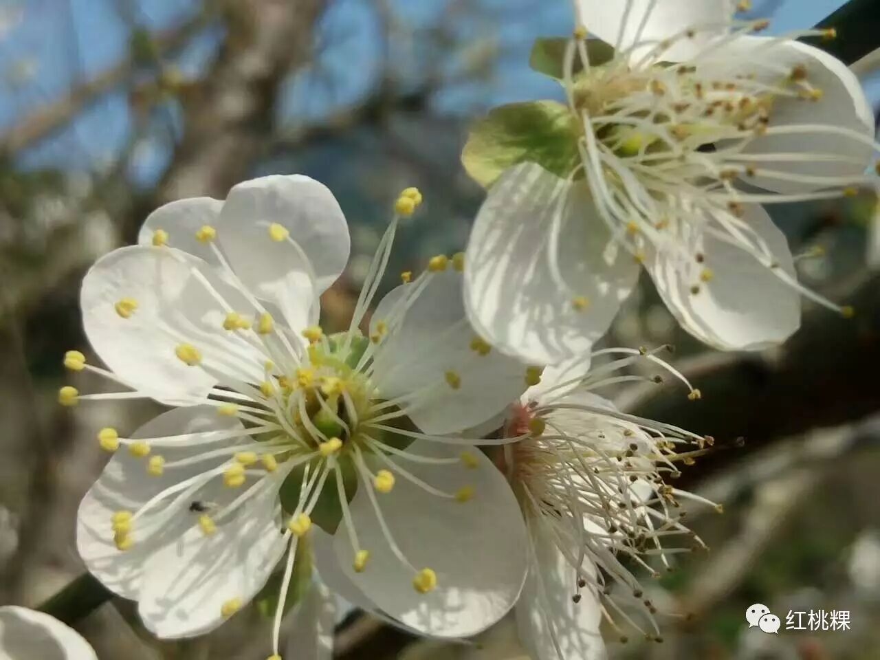 青竹梅水的功效与作用_青竹梅的功效和作用_青竹梅