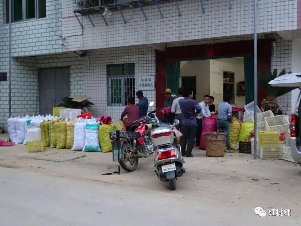 青竹梅水的功效与作用_青竹梅的功效和作用_青竹梅