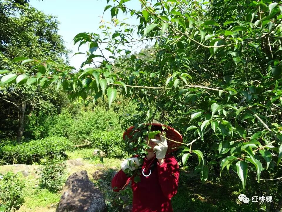 青竹梅水的功效与作用_青竹梅_青竹梅的功效和作用