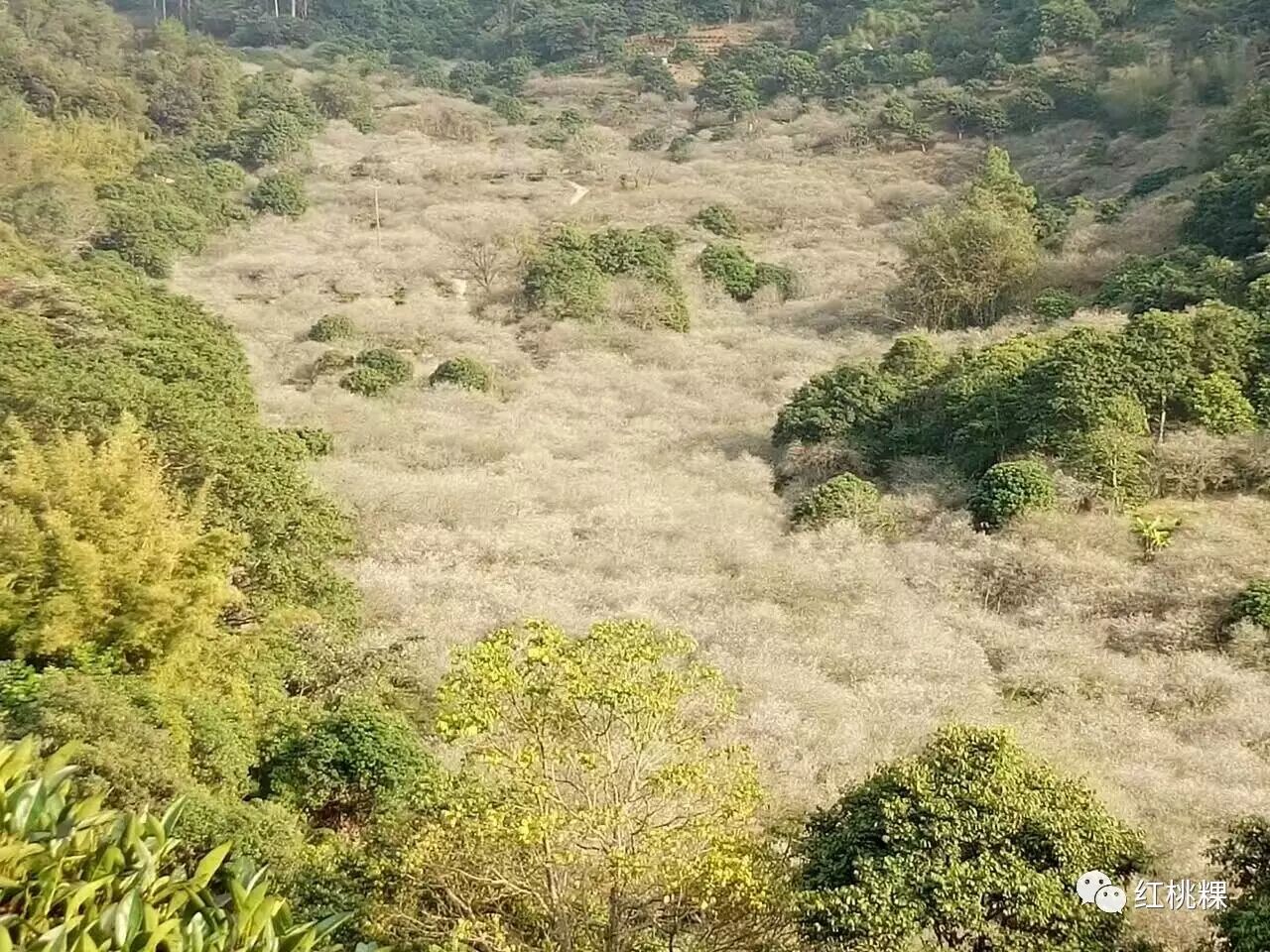 青竹梅_青竹梅水的功效与作用_青竹梅的功效和作用