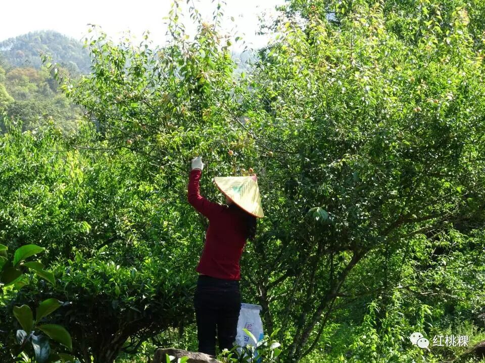 青竹梅的功效和作用_青竹梅_青竹梅水的功效与作用