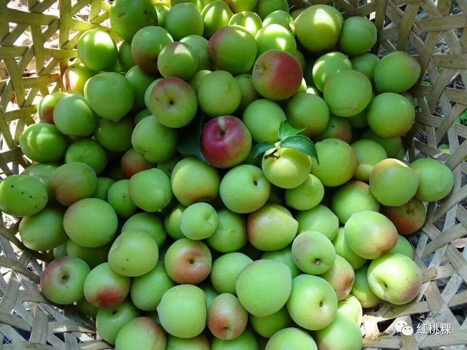 青竹梅水的功效与作用_青竹梅_青竹梅的功效和作用