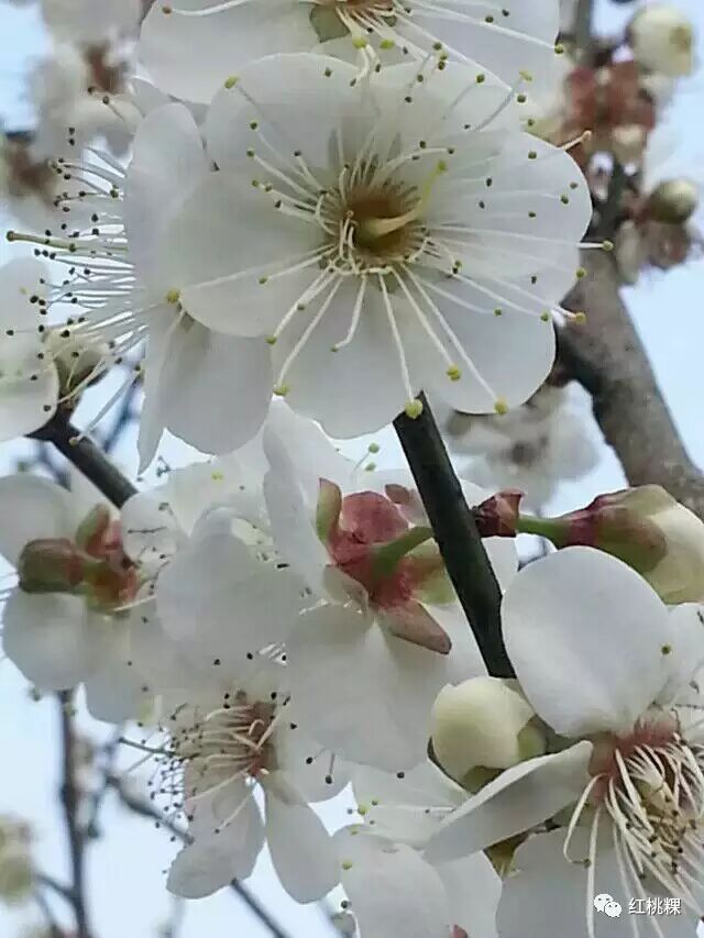 青竹梅_青竹梅水的功效与作用_青竹梅的功效和作用