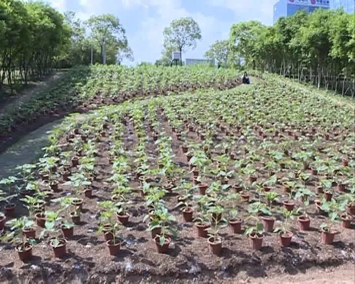 新闻 广深新闻 正文  市城管局组织一众市民参与向日葵幼苗再种植的