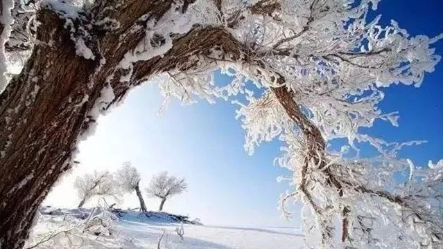 南疆奇景,雪地胡杨林求食骆驼姿势堪比矫健运动员!