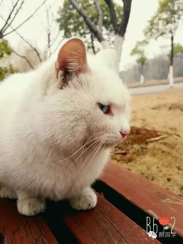 猫吾猫,以及人之猫,那是有了波妞之后 有